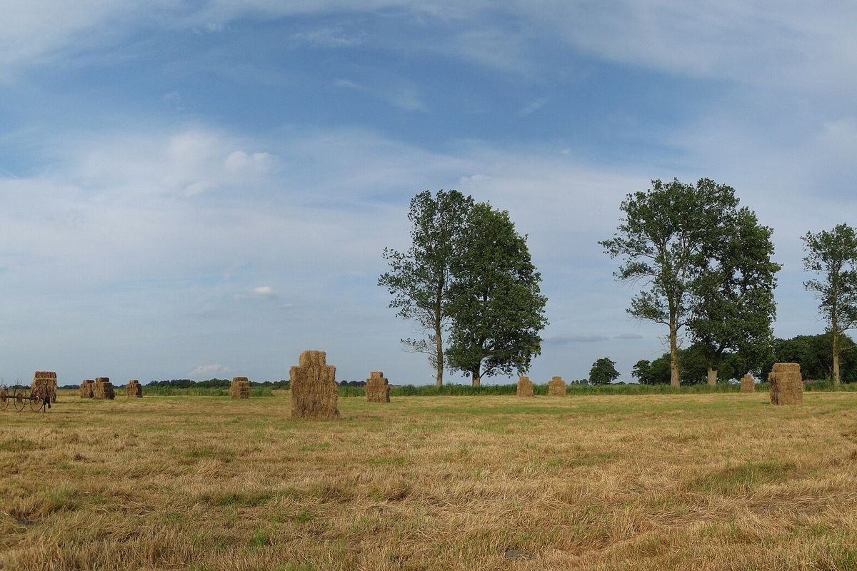 Hooiland met bomen bij Leutingewolde in Drenthe