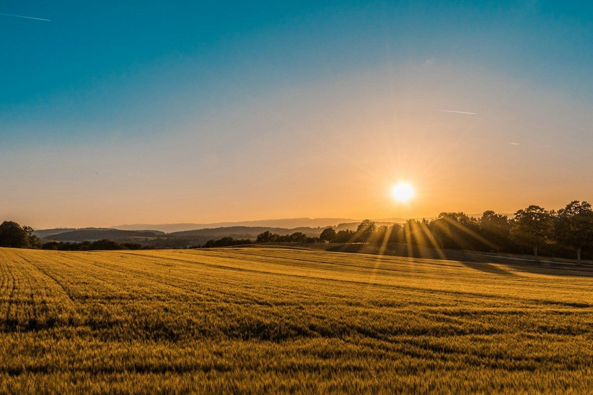 Weids korenveld bij zonsondergang in Noord-Nederland